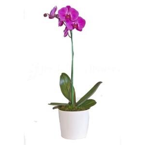 Orchid Plant